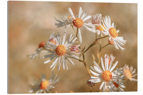 Galleritryk Star clouds aster