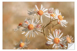 Naklejka na ścianę Star clouds aster