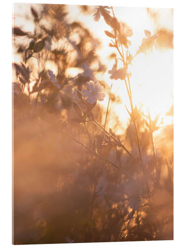 Akrylbillede Flower in the sunrise light