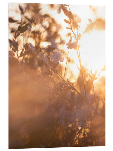 Stampa su plexi-alluminio Fiore nella luce dell'alba