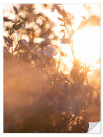 Muursticker Flower in the sunrise light