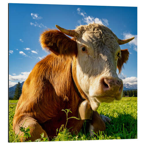 Aluminium print Cow with a bell on the mountain pasture