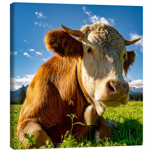 Lærredsbillede Cow with a bell on the mountain pasture