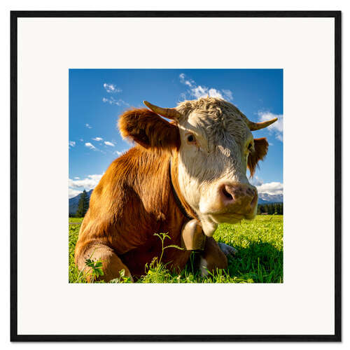 Kehystetty taidepainatus Cow with a bell on the mountain pasture