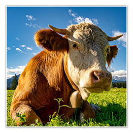 Poster Cow with a bell on the mountain pasture