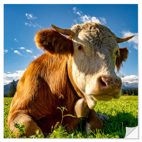 Naklejka na ścianę Cow with a bell on the mountain pasture