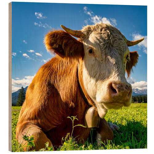 Wood print Cow with a bell on the mountain pasture