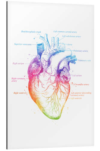 Alubild Anatomie des Herzens, beschriftet (Englisch)