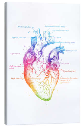 Canvas print Anatomy of the Heart