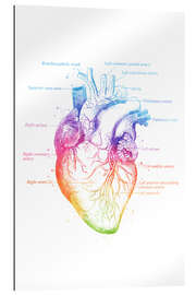 Galleriprint Anatomy of the Heart