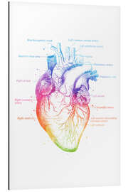 Magnettafel Anatomie des Herzens, beschriftet (Englisch)