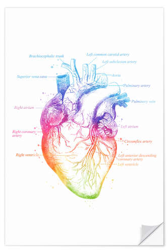 Naklejka na ścianę Anatomy of the Heart