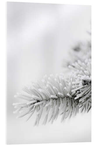 Acrylglasbild Eis und Schnee im Winter Wald