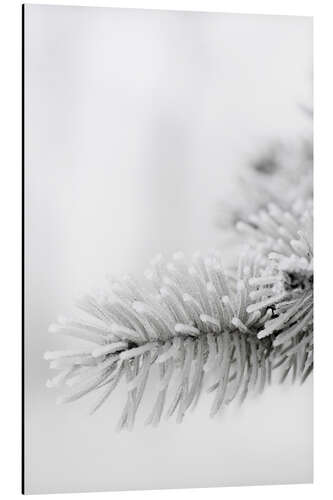 Aluminium print Ice and snow in the winter forest