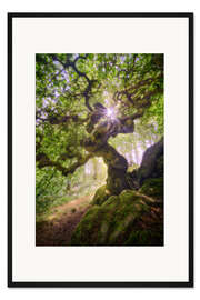 Gerahmter Kunstdruck Krausbuche, Eifel