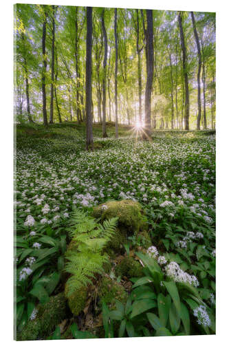 Acrylic print The white forest