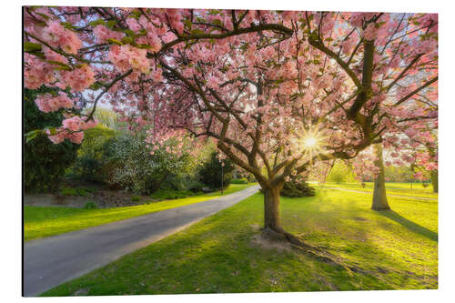 Aluminiumsbilde Flowering dream