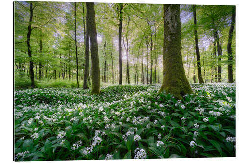 Gallery print In the wild garlic forest