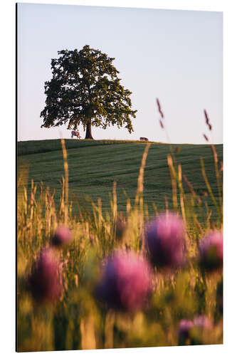 Alubild Tree of Münsing mit Kühen