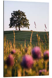 Aluminiumtavla Tree of Münsing with cows