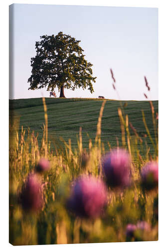 Leinwandbild Tree of Münsing mit Kühen