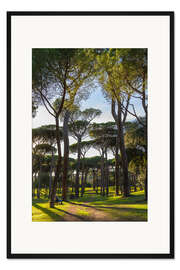 Gerahmter Kunstdruck Im Pinienwald