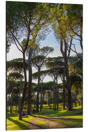 Magnettafel Im Pinienwald