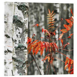 Acrylglasbild Rote Herbstblätter vor der weißen Birken