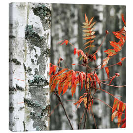 Canvastavla Red autumn leaves against the background of white birches