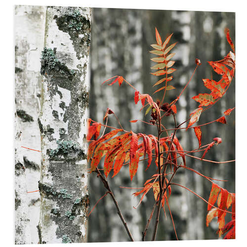 Foam board print Red autumn leaves against the background of white birches