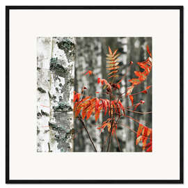 Gerahmter Kunstdruck Rote Herbstblätter vor der weißen Birken