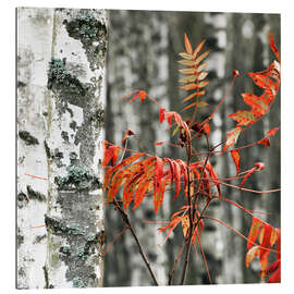 Gallery print Red autumn leaves against the background of white birches