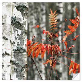 Wall sticker Red autumn leaves against the background of white birches