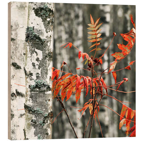 Wood print Red autumn leaves against the background of white birches