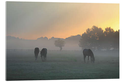 Acrylic print Horses in the fog