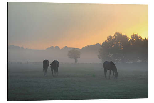 Tableau en aluminium Chevaux dans le brouillard