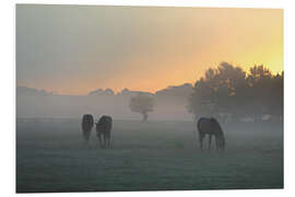 Foam board print Horses in the fog