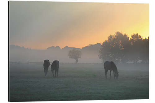 Gallery print Horses in the fog