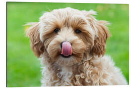 Aluminium print Puppy with tongue out