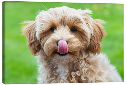 Obraz na płótnie Puppy with tongue out