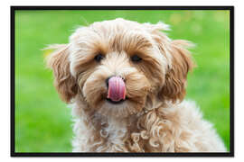 Gerahmter Kunstdruck Welpe mit ausgestreckter Zunge