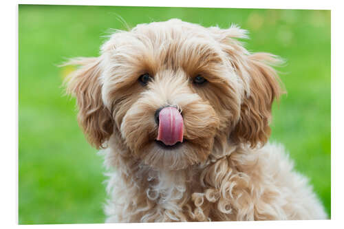 Foam board print Puppy with tongue out