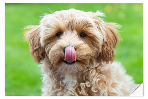 Wall sticker Puppy with tongue out