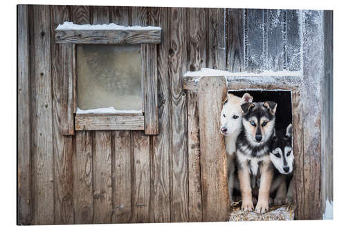 Aluminium print Cute Husky Dog Puppies