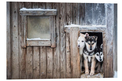 Stampa su PVC Cuccioli di cane husky carino