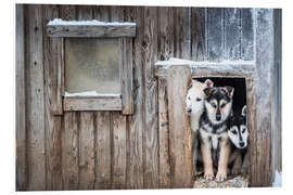 Tableau en PVC Chiots Husky mignons