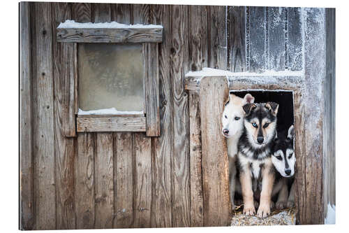 Galleritryck Cute Husky Dog Puppies