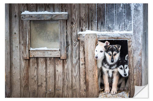 Selvklebende plakat Cute Husky Dog Puppies