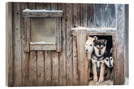 Wood print Cute Husky Dog Puppies