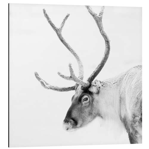 Aluminium print Reindeer in the Arctic